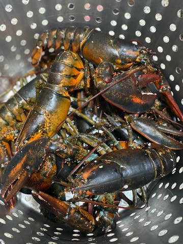 Live Maine Lobster photo review