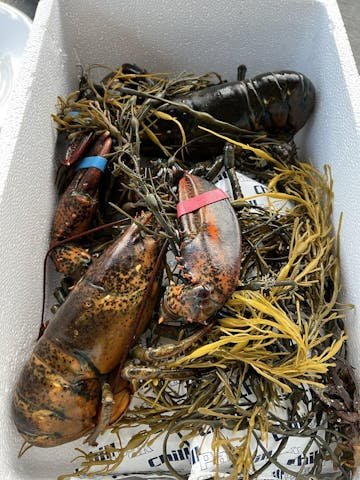 Live Maine Lobster photo review
