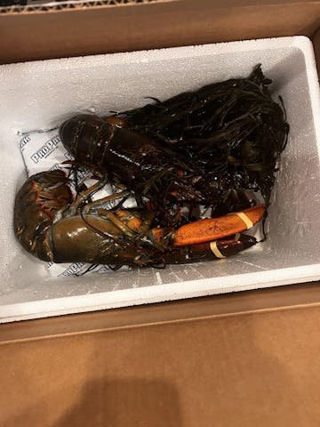 Live Maine Lobster photo review
