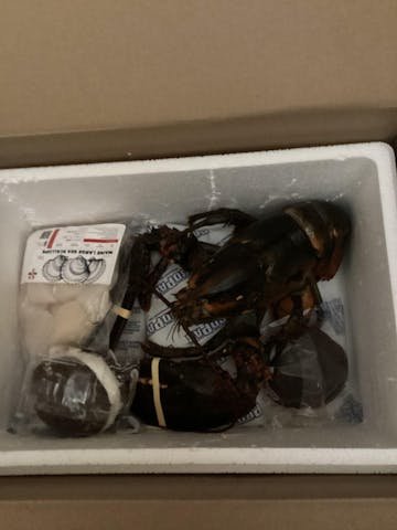 Live Maine Lobster photo review