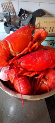 Live Maine Lobster photo review