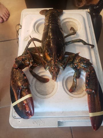 Live Maine Lobster photo review