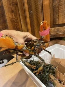 Live Maine Lobster photo review