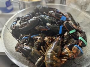 Live Maine Lobster photo review