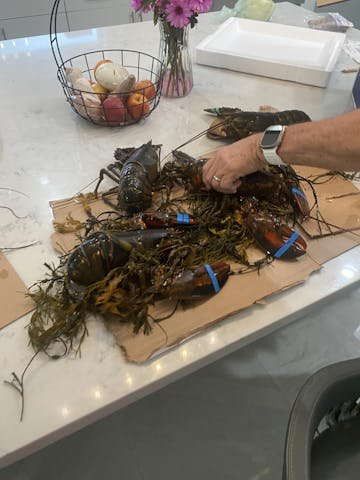 Live Maine Lobster photo review