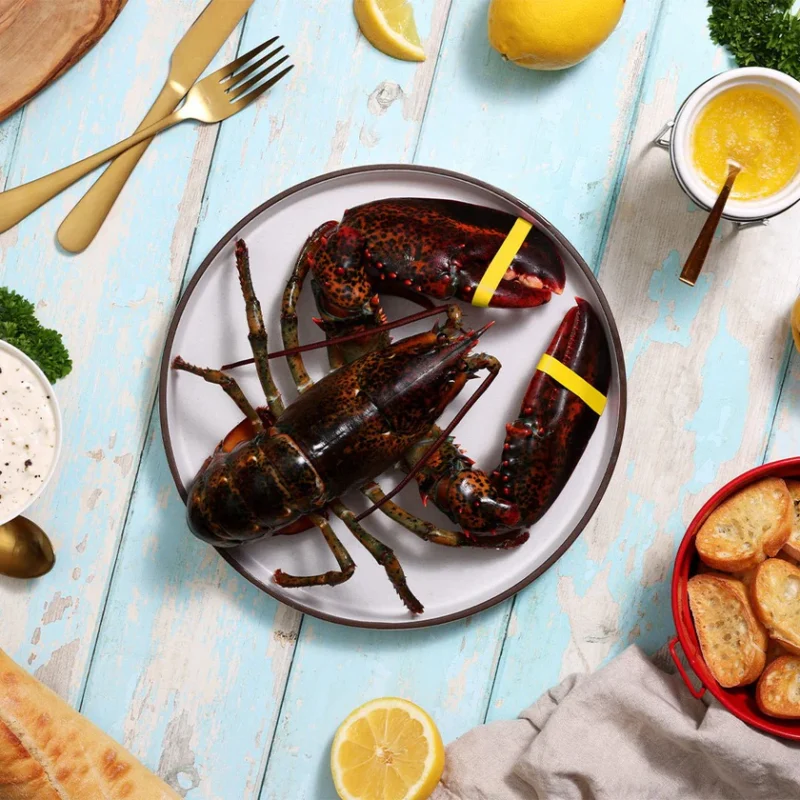 Live Maine Lobster - Image 3