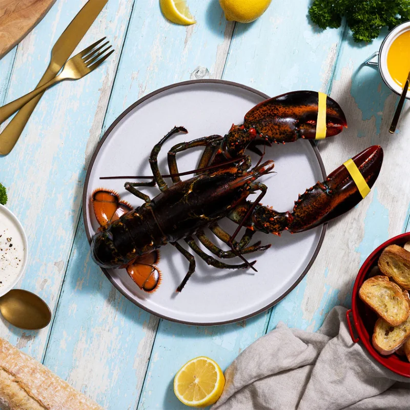 Live Maine Lobster - Image 4