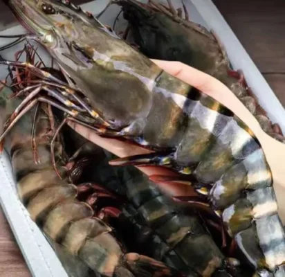 Colossal Black Tiger Prawns photo review
